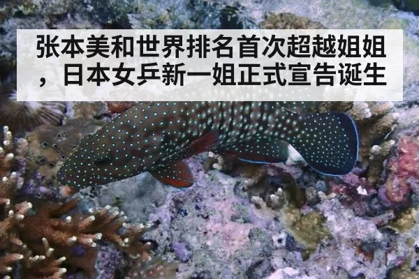 张本美和世界排名首次超越姐姐，日本女乒新一姐正式宣告诞生